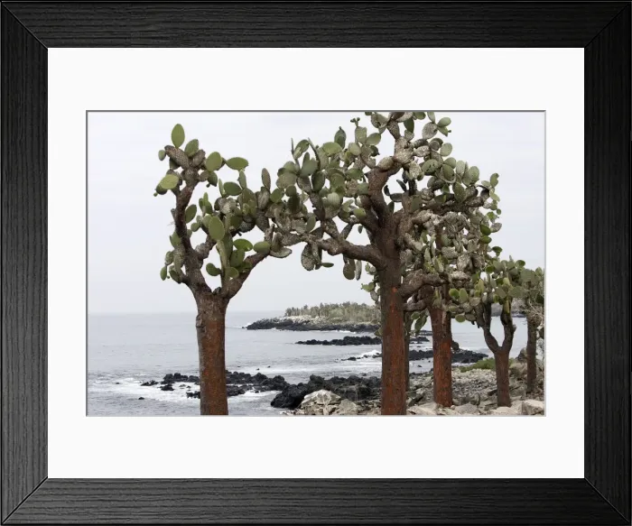 Framed Print : Prickly pear Cactus. Santa Cruz Island - Cerro Dragon - Galapagos Islands Framed Print : Prickly pear Cactus. Santa Cruz Island - Cerro Dragon - Galapagos Islands