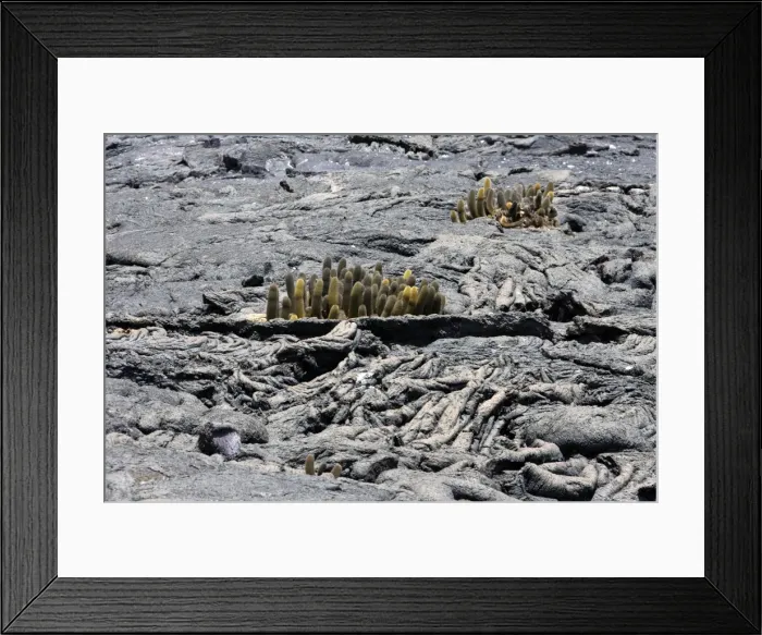 Framed Print : Lava cactus. Punta Espinoza - Fernandina island - Galapagos islands Framed Print : Lava cactus. Punta Espinoza - Fernandina island - Galapagos islands