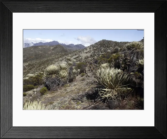 Framed Print : Frailejone. Pico de Aguila (Eagle's Peak) National Park. Sierra de La Culata National Park - Andes - Venezuela Framed Print : Frailejone. Pico de Aguila (Eagle's Peak) National Park. Sierra de La Culata National Park - Andes - Venezuela