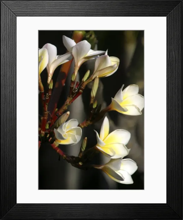 Framed Print : Wild Frangipani / Pigeon-wood / Caterpillar Tree. Fam : Apocynaceae Framed Print : Wild Frangipani / Pigeon-wood / Caterpillar Tree. Fam : Apocynaceae