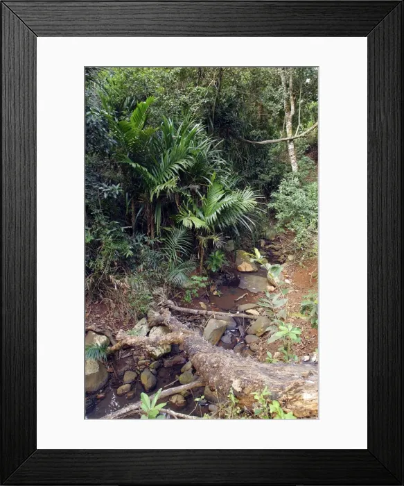 Framed Print : Betel Palm - southeastern Asian palm bearing betel nuts (scarlet or orange single-seeded fruit with a fibrous husk) Framed Print : Betel Palm - southeastern Asian palm bearing betel nuts (scarlet or orange single-seeded fruit with a fibrous husk)