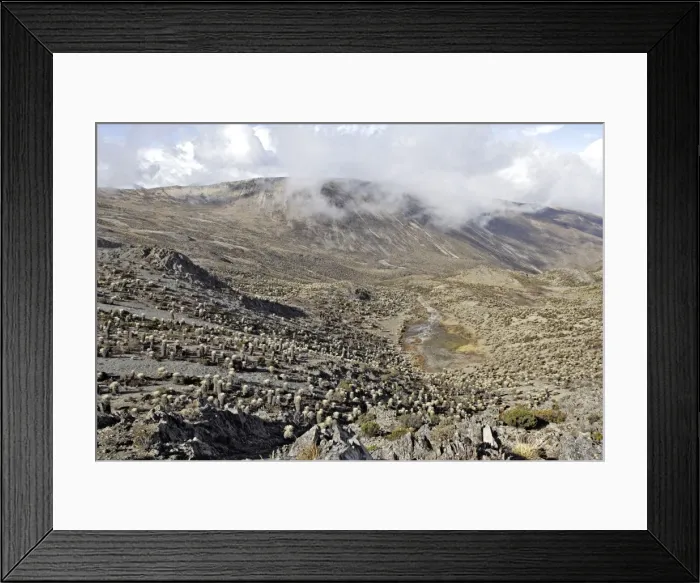 Framed Print : Frailejone. Pico de Aguila (Eagle's Peak). Sierra de La Culata National Park - Andes - Venezuela. 4300 m altitude Framed Print : Frailejone. Pico de Aguila (Eagle's Peak). Sierra de La Culata National Park - Andes - Venezuela. 4300 m altitude
