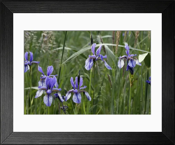Framed Print : Siberian Iris. Plant relic of the‚ Au glacier period. Rare Plant still growing in the Au Ried Noir, Alsace, France. Ried = wetlands with meadows with carex and choin growing on it Carex Kingdom: Plantae Phylum Framed Print : Siberian Iris. Plant relic of the‚ Au glacier period. Rare Plant still growing in the Au Ried Noir, Alsace, France. Ried = wetlands with meadows with carex and choin growing on it Carex Kingdom: Plantae Phylum