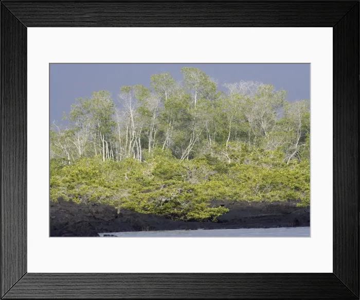 Framed Print : Black Mangrove - Fernandina Island - Galapagos Framed Print : Black Mangrove - Fernandina Island - Galapagos