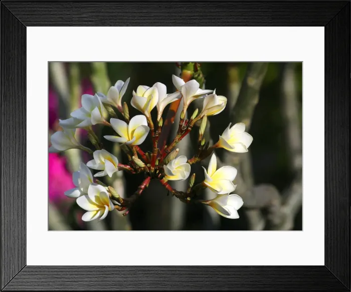 Framed Print : Wild Frangipani / Pigeon-wood / Caterpillar Tree family : Apocynaceae Framed Print : Wild Frangipani / Pigeon-wood / Caterpillar Tree family : Apocynaceae