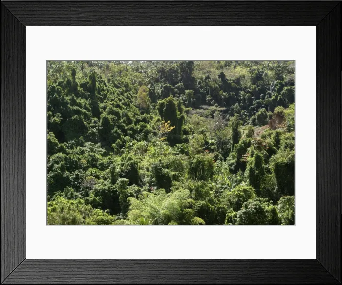 Framed Print : Secondary forest Mayotte, Indian Ocean Framed Print : Secondary forest Mayotte, Indian Ocean
