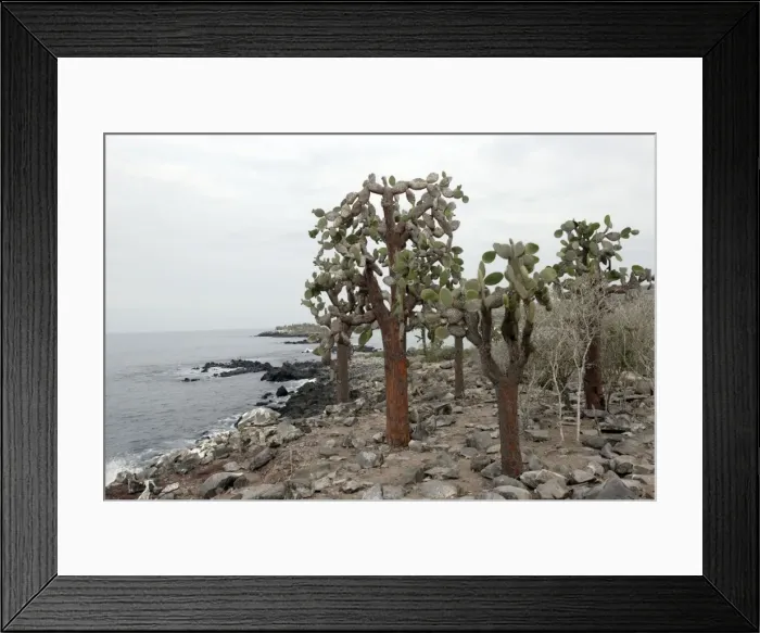 Framed Print : Prickly Pear Cactus. Santa Fe Island. Cerro Dragon. Galapagos Islands Framed Print : Prickly Pear Cactus. Santa Fe Island. Cerro Dragon. Galapagos Islands