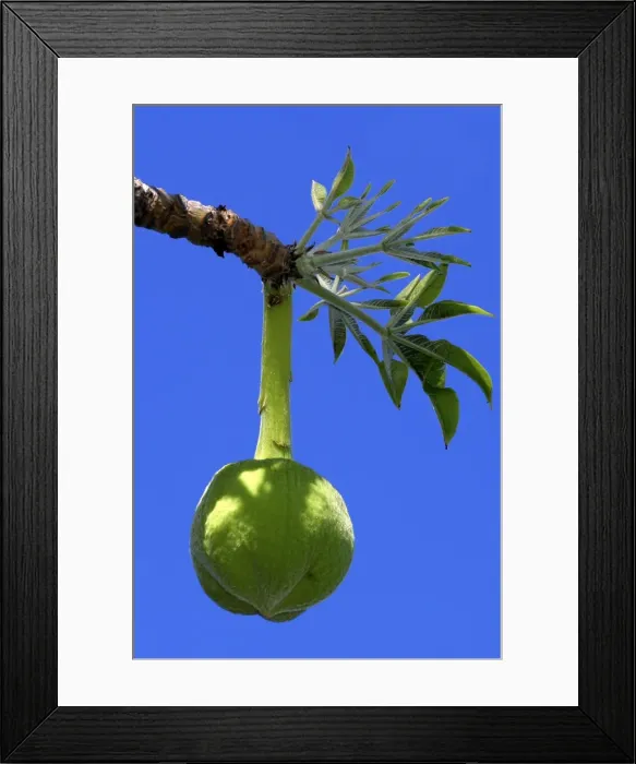 Framed Print : Baobab - fruit, secondary forest. Mayotte, Indian Ocean Framed Print : Baobab - fruit, secondary forest. Mayotte, Indian Ocean