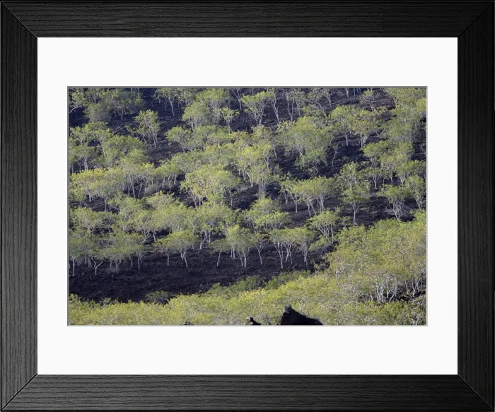 Framed Print : Palo Santo / Holy Wood - in Floreana island. Galapagos Fam: Burseraceae Framed Print : Palo Santo / Holy Wood - in Floreana island. Galapagos Fam: Burseraceae