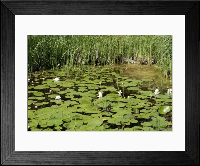 Framed Print : Pond with waterlily and Common Mare's Tail (Hippuris vulgaris L. ). France Framed Print : Pond with waterlily and Common Mare's Tail (Hippuris vulgaris L. ). France