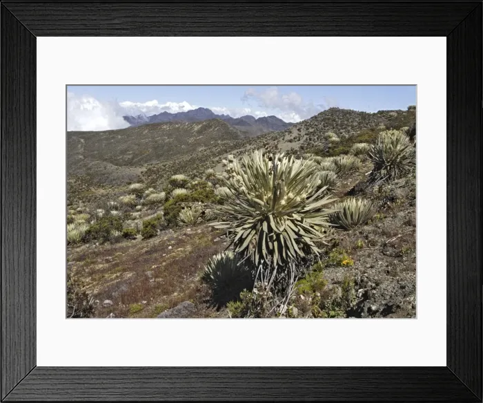 Framed Print : Frailejone. Pico de Aguila (Eagle's Peak) National Park. Sierra de La Culata National Park - Andes - Venezuela Framed Print : Frailejone. Pico de Aguila (Eagle's Peak) National Park. Sierra de La Culata National Park - Andes - Venezuela