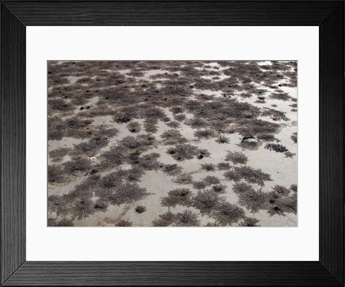 Framed Print : Sand Worms Mayotte Island, Indian Ocean Framed Print : Sand Worms Mayotte Island, Indian Ocean
