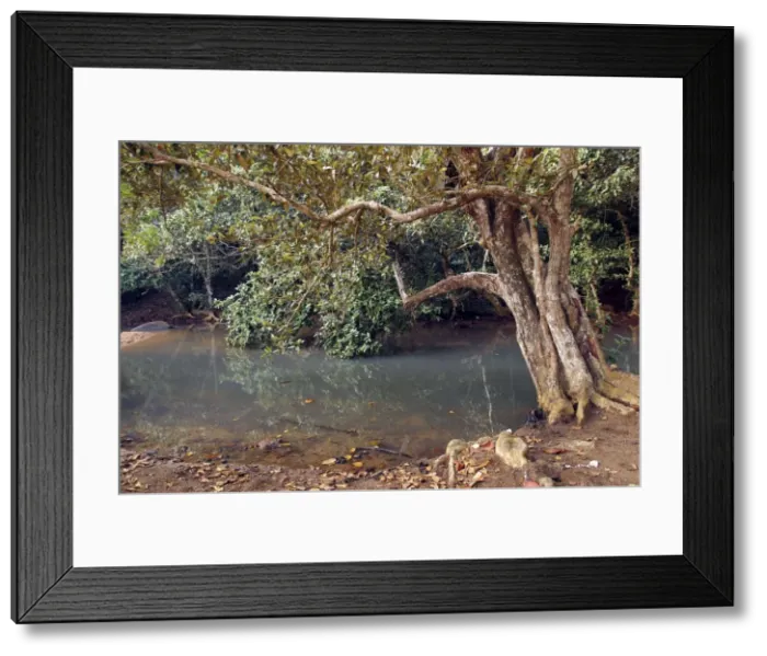 Framed Print : Looking-glass Mangrove - local name Msikundazi family: Sterculiaceae Mayotte Framed Print : Looking-glass Mangrove - local name Msikundazi family: Sterculiaceae Mayotte
