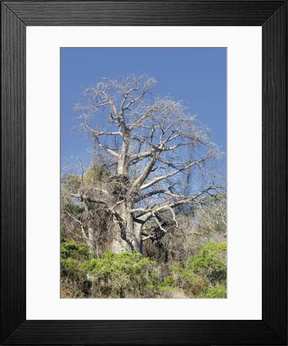 Framed Print : Baobab Tree Framed Print : Baobab Tree