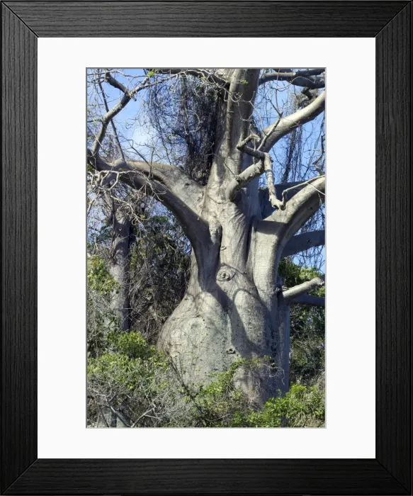 Framed Print : Baobab Tree Mayotte, Indian Ocean Framed Print : Baobab Tree Mayotte, Indian Ocean