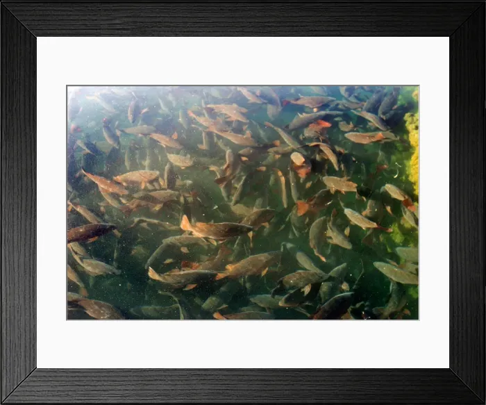 Framed Print : Cobia Fish Mayotte Island, Indian Ocean Framed Print : Cobia Fish Mayotte Island, Indian Ocean