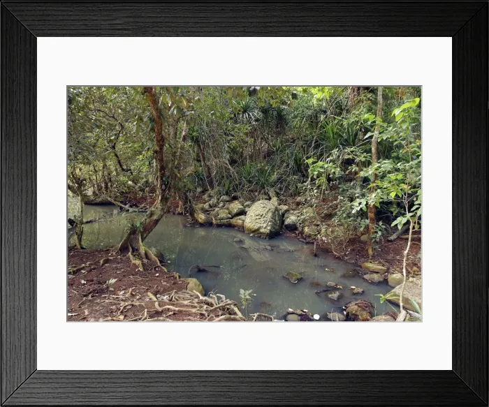 Framed Print : Looking-glass Mangrove - local name Msikundazi. family: Sterculiaceae Mayotte, Indian Ocean Framed Print : Looking-glass Mangrove - local name Msikundazi. family: Sterculiaceae Mayotte, Indian Ocean