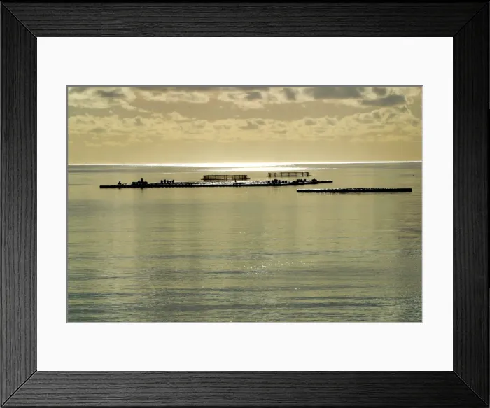 Framed Print : Fish Farm - Yellowfin Croaker (Umbrina sp. ) Framed Print : Fish Farm - Yellowfin Croaker (Umbrina sp. )