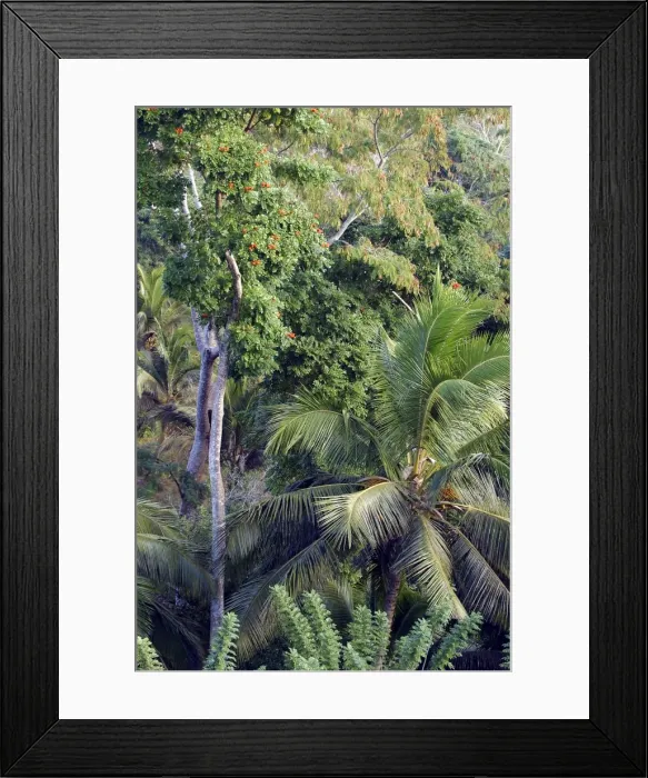 Framed Print : Secondary Forest Mayotte Island, Indian Ocean Framed Print : Secondary Forest Mayotte Island, Indian Ocean