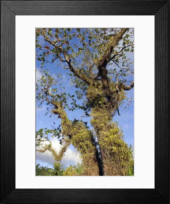 Framed Print : Tropical Almond Tree - with Orchid (Acampe pachyglossa) on. Mayotte Island Indian Ocean Framed Print : Tropical Almond Tree - with Orchid (Acampe pachyglossa) on. Mayotte Island Indian Ocean