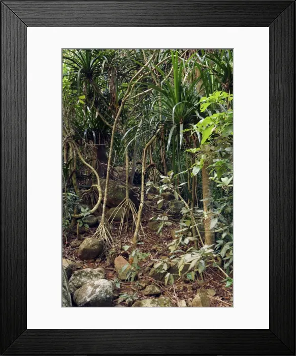 Framed Print : Pandanus sp. Mayotte Island, Indian Ocean Framed Print : Pandanus sp. Mayotte Island, Indian Ocean