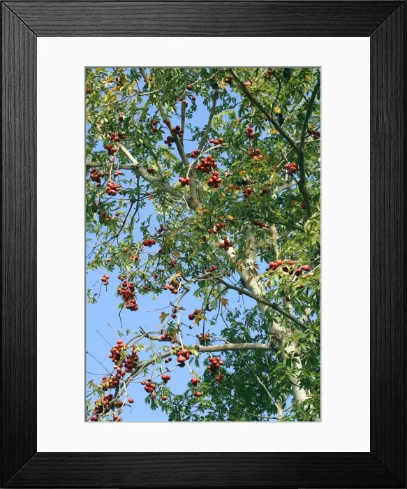 Framed Print : Java Olive Family Sterculiaceae Framed Print : Java Olive Family Sterculiaceae