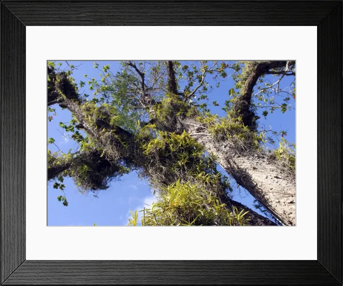 Framed Print : Tropical Almond Tree - with Orchid (Acampe pachyglossa) on. Mayotte Island Indian Ocean Framed Print : Tropical Almond Tree - with Orchid (Acampe pachyglossa) on. Mayotte Island Indian Ocean