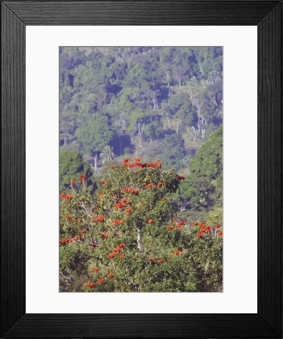 Framed Print : African Tulip-Tree Family: Bignoniaceae Mayotte Island Indian Ocean Framed Print : African Tulip-Tree Family: Bignoniaceae Mayotte Island Indian Ocean