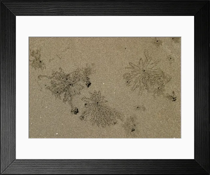 Framed Print : Sand Worms Mayotte Island Indian Ocean Framed Print : Sand Worms Mayotte Island Indian Ocean