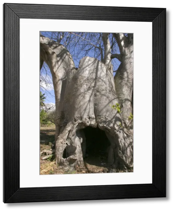 Framed Print : Baobab Tree Mayotte Island Indian Ocean Framed Print : Baobab Tree Mayotte Island Indian Ocean