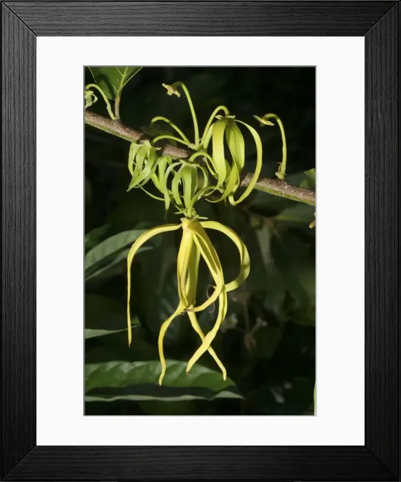 Framed Print : Ylang Ylang Tree - flower Framed Print : Ylang Ylang Tree - flower