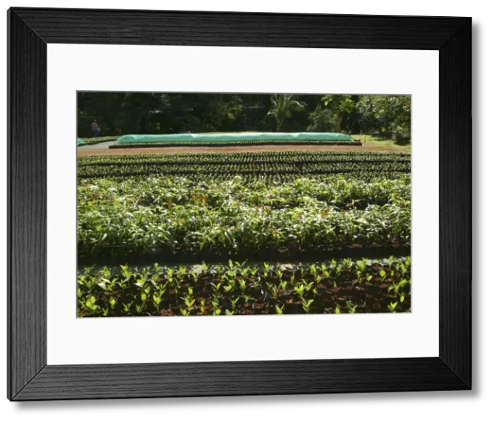 Framed Print : Tacamaca & Manguier Plantation - forestry commission (DAF) Mayotte Island Indian Ocean Framed Print : Tacamaca & Manguier Plantation - forestry commission (DAF) Mayotte Island Indian Ocean