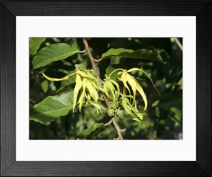 Framed Print : Ylang Ylang Tree - flowers Framed Print : Ylang Ylang Tree - flowers