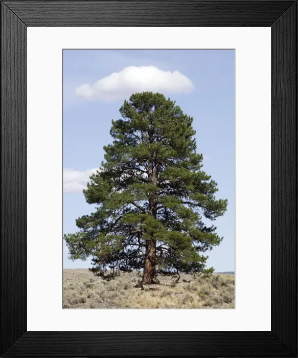Framed Print : Ponderosa pine tree. Ponderosa Ranch - Seneca - Oregon - USA Framed Print : Ponderosa pine tree. Ponderosa Ranch - Seneca - Oregon - USA