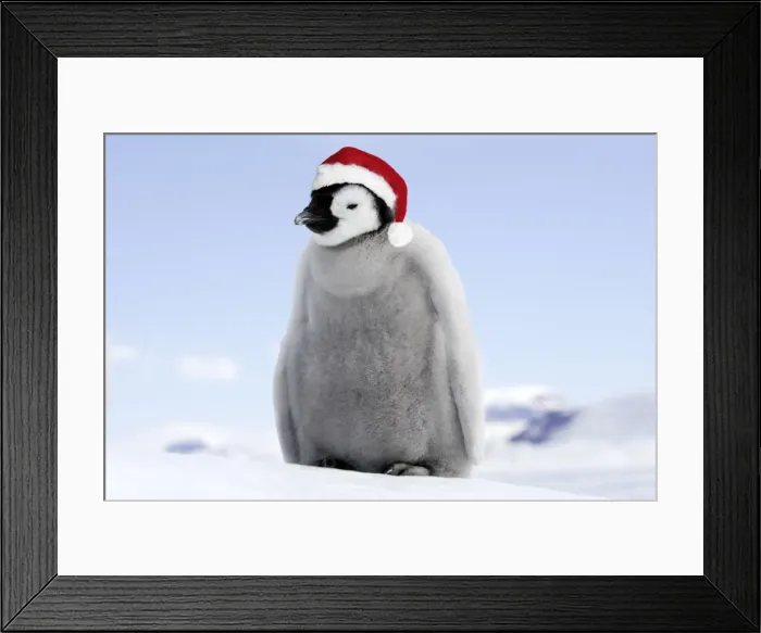 Framed Print : Emperor Penguin - chick wearing Christmas hat. Snow hill island - Antarctica Digital Manipulation: Hat Su Framed Print : Emperor Penguin - chick wearing Christmas hat. Snow hill island - Antarctica Digital Manipulation: Hat Su