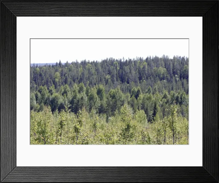 Framed Print : Finland - forest Kuhmo Finland Framed Print : Finland - forest Kuhmo Finland