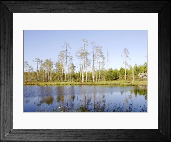 Framed Print : Finland - Forest Framed Print : Finland - Forest