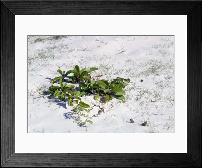Framed Print : Mangrove - colonisation onto sandy beach Grand Comore Island, Indian Ocean Framed Print : Mangrove - colonisation onto sandy beach Grand Comore Island, Indian Ocean