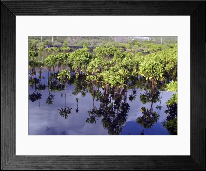 Framed Print : Mangrove Grande Comore Indian Ocean Framed Print : Mangrove Grande Comore Indian Ocean