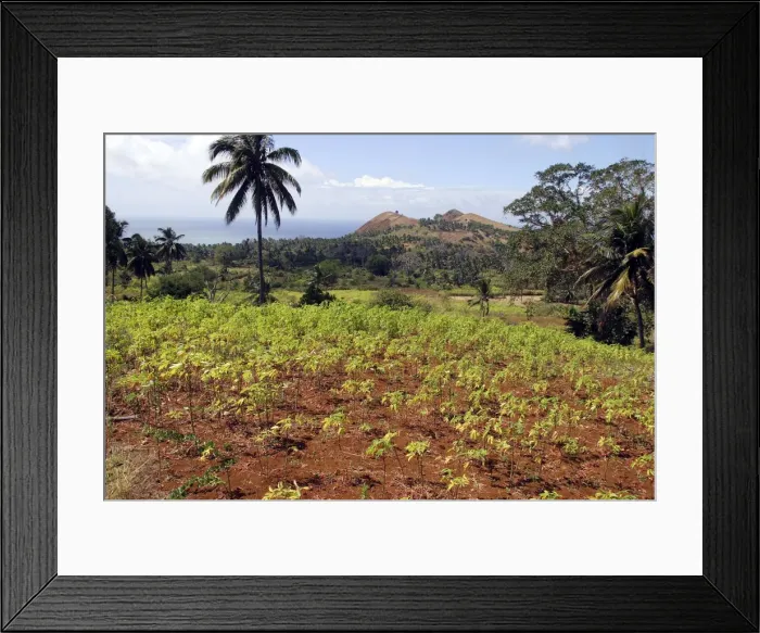 Framed Print : Cassava / Manioc Grande Comore Indian Ocean Framed Print : Cassava / Manioc Grande Comore Indian Ocean