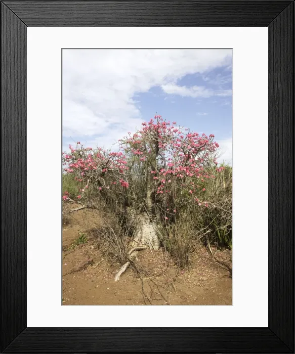 Framed Print : Desert Rose. Valley of the Omo - Ethiopia Framed Print : Desert Rose. Valley of the Omo - Ethiopia