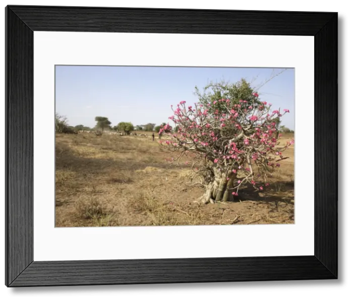 Framed Print : Desert Rose. Valley of the Omo - Ethiopia Framed Print : Desert Rose. Valley of the Omo - Ethiopia