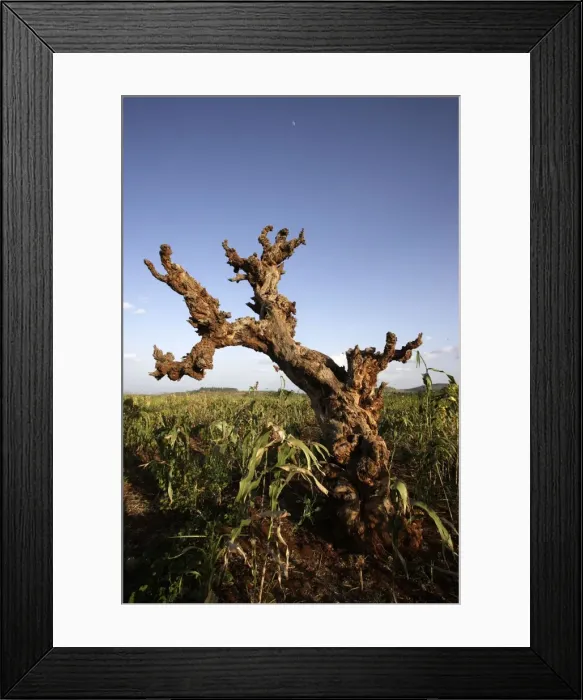 Framed Print : Ethiopia - Konso area with Sorghum plant Framed Print : Ethiopia - Konso area with Sorghum plant