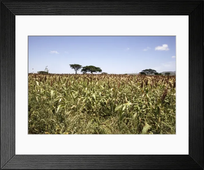Framed Print : Sorghum - crop. Gidole - Ethiopia Latin can also be Sorghum vulgare Framed Print : Sorghum - crop. Gidole - Ethiopia Latin can also be Sorghum vulgare