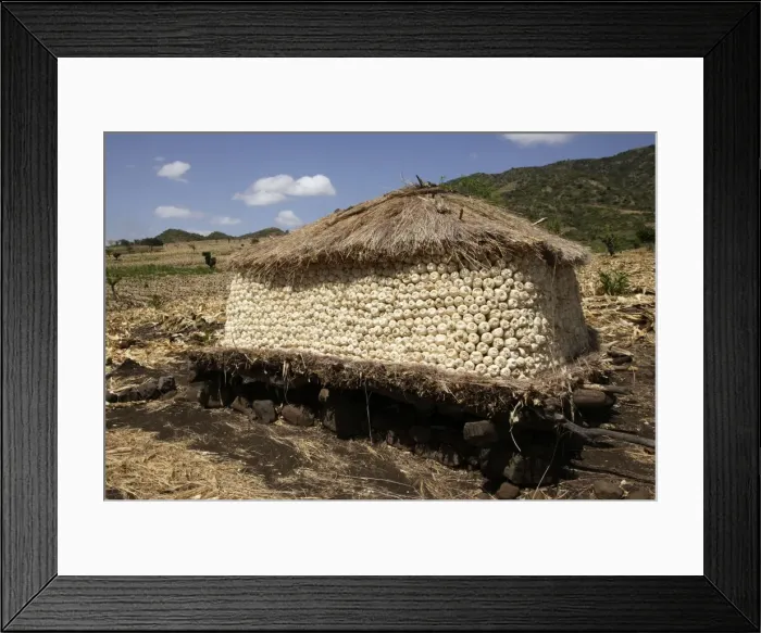 Framed Print : Granary of Maize / Corn / Sweetcorn. Gidole - Ethiopia Framed Print : Granary of Maize / Corn / Sweetcorn. Gidole - Ethiopia