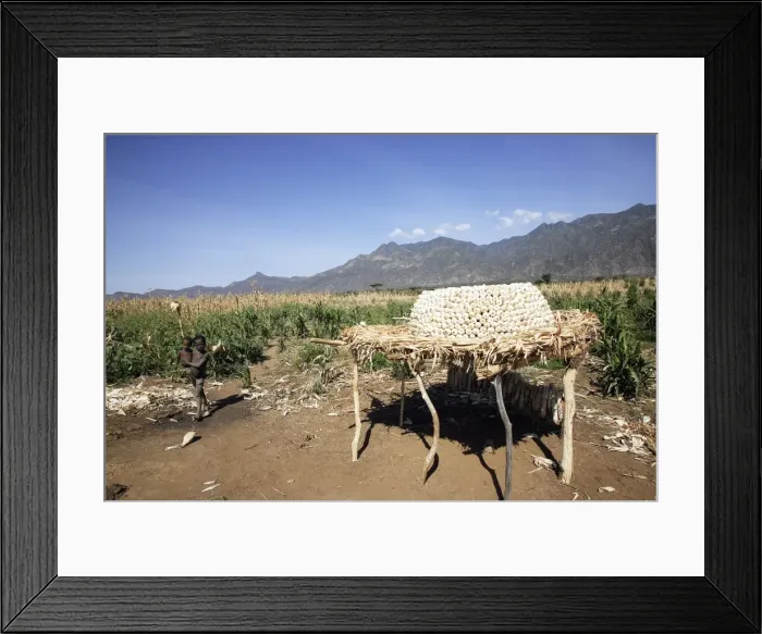 Framed Print : Granary - Maize / Corn / Sweetcorn - being stored. Borena - Ethiopia Framed Print : Granary - Maize / Corn / Sweetcorn - being stored. Borena - Ethiopia