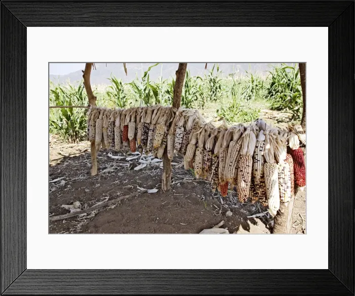 Framed Print : Granary - Maize / Corn / Sweetcorn - being stored. Borena - Ethiopia Framed Print : Granary - Maize / Corn / Sweetcorn - being stored. Borena - Ethiopia