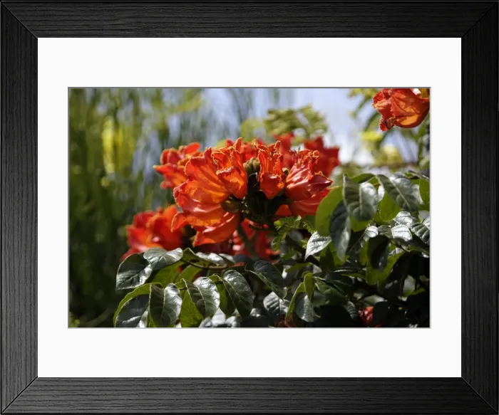 Framed Print : African Tulip-Tree. Arsi Region - Ethiopia Framed Print : African Tulip-Tree. Arsi Region - Ethiopia