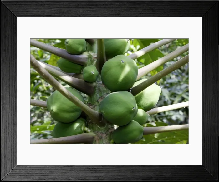 Framed Print : Green papaya / Melon fruit / Melon pawpaw. Omo Valley - Ethiopia Framed Print : Green papaya / Melon fruit / Melon pawpaw. Omo Valley - Ethiopia