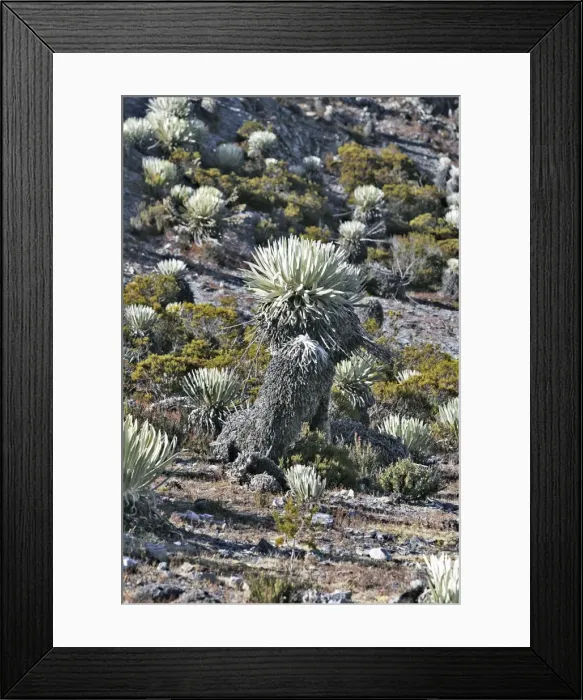 Framed Print : Frailejone. Pico de Aguila - National Park Sierra de la Culata - Andes - Venezuela Framed Print : Frailejone. Pico de Aguila - National Park Sierra de la Culata - Andes - Venezuela